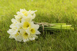 Bouquet of daffodils on fresh green grass. Symbol of spring and