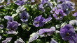 Purple pansies