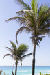 Coconut palms