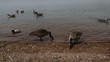 Video: wild geese and ducks swimming and standing on the shore wild geese and ducks swimming and standing on the shore