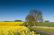 Foto: Oilseed Rape, Canola, Biodiesel Crop Oilseed Rape, Canola, Biodiesel Crop