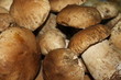 funghi