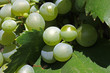 Grappolo d'uva