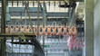 Chicken carcasses on production line