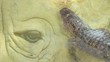 Video: wild creatures poetry wild creatures poetry