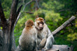 couple of macaques