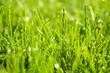 grass