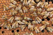 Insektenkönigin