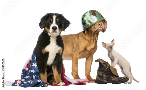 Photo: Group of Patriotic dogs and cat Group of Patriotic dogs and cat