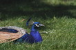 Foto: ruhender Pfau ruhender Pfau