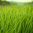 Photo: Fresh Grass With Dew Drops Fresh Grass With Dew Drops