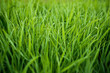 Photo: Fresh Grass With Dew Drops Fresh Grass With Dew Drops