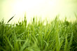 Grass With Dew Drops