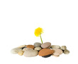 still life with flower and pebbles,isolated on white background