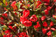 Early spring japonica ( Chaenomeles )
