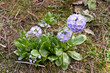 Primula denticulata - early flowers