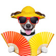 summer dog