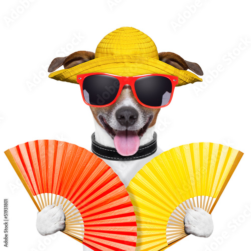 Photo: summer dog summer dog