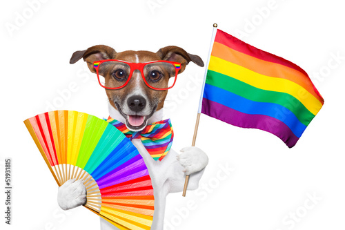 Photo: gay pride dog gay pride dog