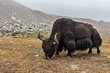 Yak grazing in Himalayas