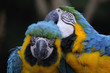 ルリコンゴウインコ
