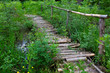 Bridge in the forest