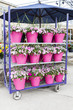 Photo: Potted Impatiens Flowers Potted Impatiens Flowers