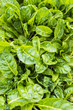 Photo: Swiss Chard Seedlings Swiss Chard Seedlings