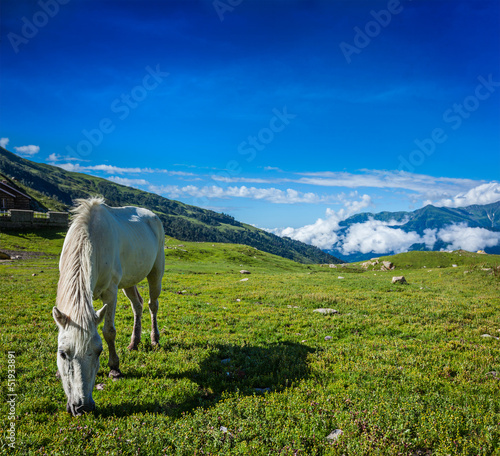 Photo: Horse grazing in Himalayas Horse grazing in Himalayas