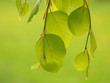 Frische Buchenblätter im Frühling