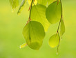 Frische Buchenblätter im Frühling