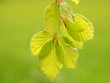 Frische Buchenblätter im Frühling