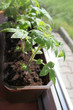 Photo: Young plant of tomato growing in a tray Young plant of tomato growing in a tray