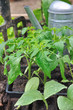 différents semis au potager