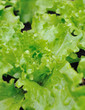 feuilles de salade