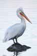 dalmatian pelican (Pelecanus crispus) standing on a rock