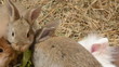 Baby rabbits nibbling on salad