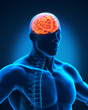 Illustration: Spinal Cord and Brain Anatomy Spinal Cord and Brain Anatomy