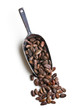 cocoa beans in scoop