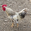cock