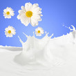 Fresh milk with camomile
