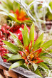 nature background