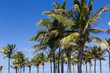 Coconut palms
