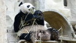cute giant panda bear eating bamboo
