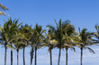Coconut palms