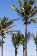 Coconut palms
