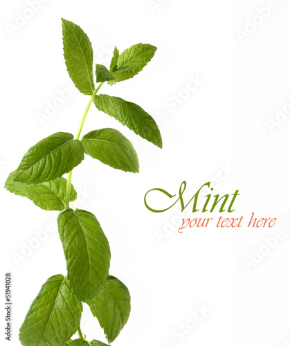 Photo: Isolated mint Isolated mint