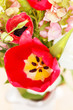 spring flowers