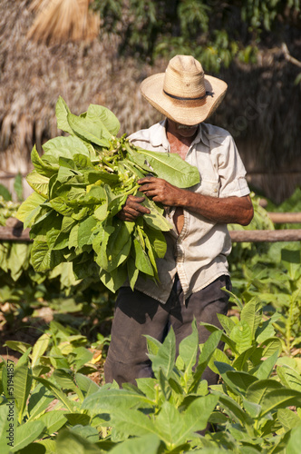 Photo: Cuban farmer collects the harvest of tobacco field Cuban farmer collects the harvest of tobacco field