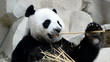 cute giant panda bear eating bamboo